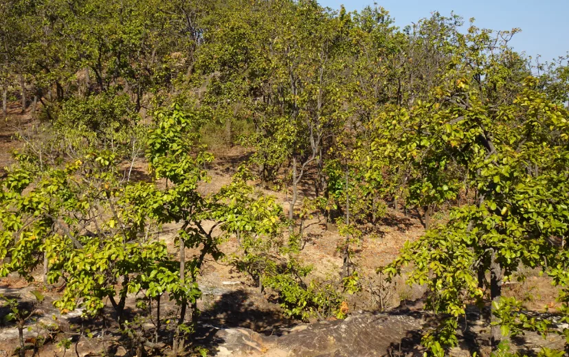 Strengthening Forest Futures